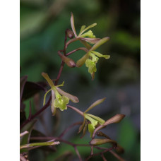 Epi. Magnoliae