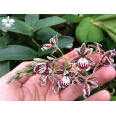 Epi. Marmoratum