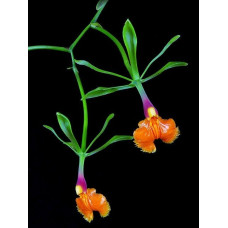 Epi. Pseudoepidendrum