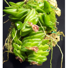 Epi. Schlechterianum