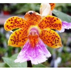 Epi. Wallisii x Pseudoepidendrum