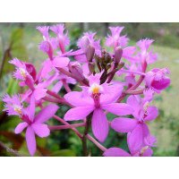 Epi. Secundum variegated