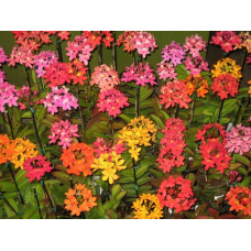 Epidendrum mix