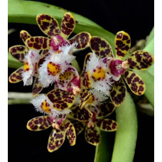 Gastrochilus Bellinus