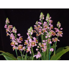 Gastrochilus Francoisii