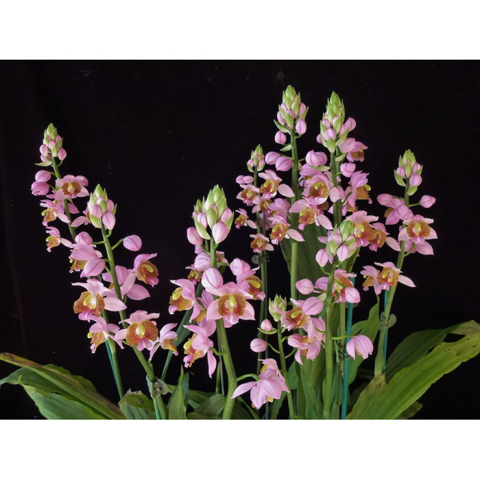 Gastrochilus Francoisii Gastrochilus Francoisii