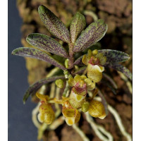 Gastrochilus Fuscopunctatus