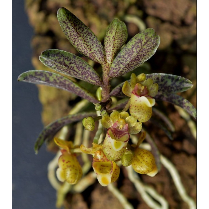 Gastrochilus Fuscopunctatus