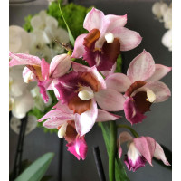 Gastrochilus Georges Fleurie x Phaius Humblottii