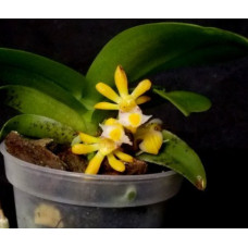 Gastrochilus Obliquus var. Obliquus
