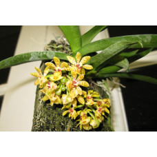 Gastrochilus Obliquus