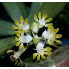 Gastrochilus Patinatus Alba