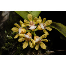 Gastrochilus Patinatus