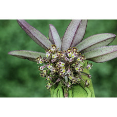 Gastrochilus Platycalcaratus