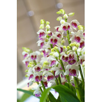 Gastrorchis Pulchra