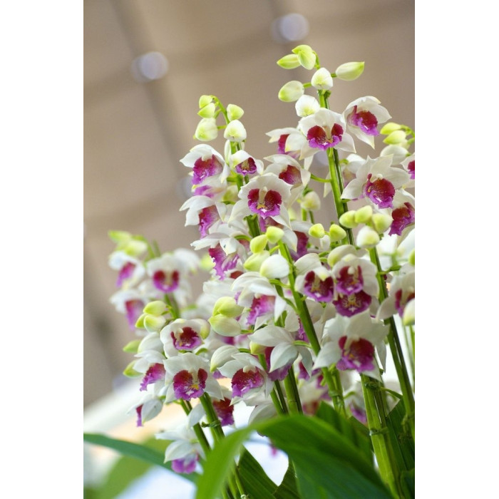Gastrorchis Pulchra