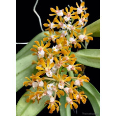Gastrochilus Rutilans
