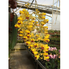 Gomesa Echinata Swarming Bees