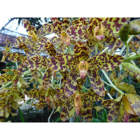 Gram. Speciosum