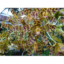 Gram. Speciosum