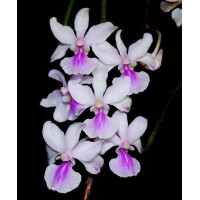 Holcoglossum Amesianum