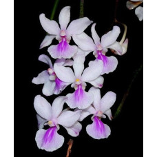 Holcoglossum Amesianum