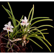 Holcoglossum Flavescens