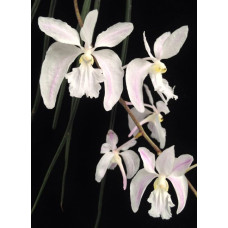 Holcoglossum Kimballianum var. Albescens