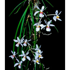 Holcoglossum Lingulatum