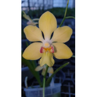 Holcoglossum Rupestre x Vanda Denisoniana