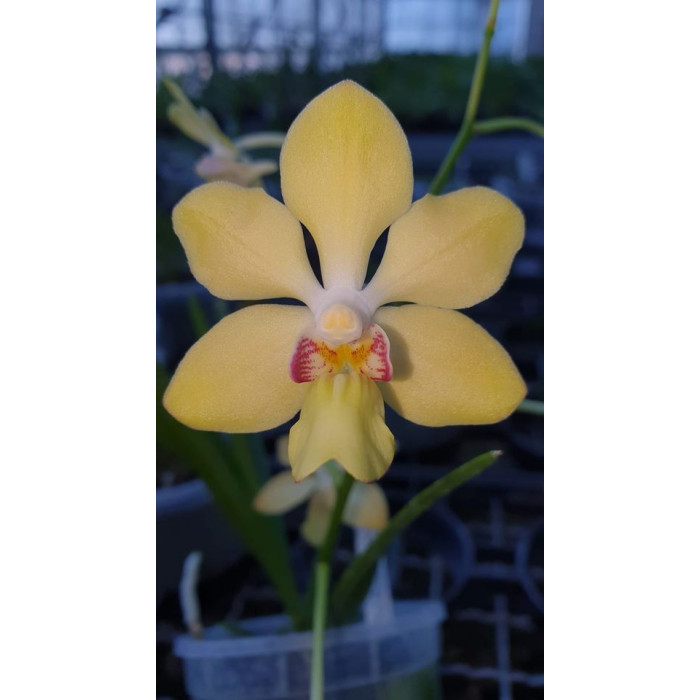 Holcoglossum Rupestre x Vanda Denisoniana