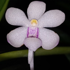 Holcoglossum Rupestre x Vanda Nana