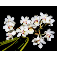 Holcoglossum Rupestre