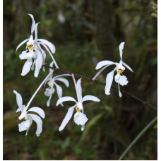 Holcoglossum Subulifolium