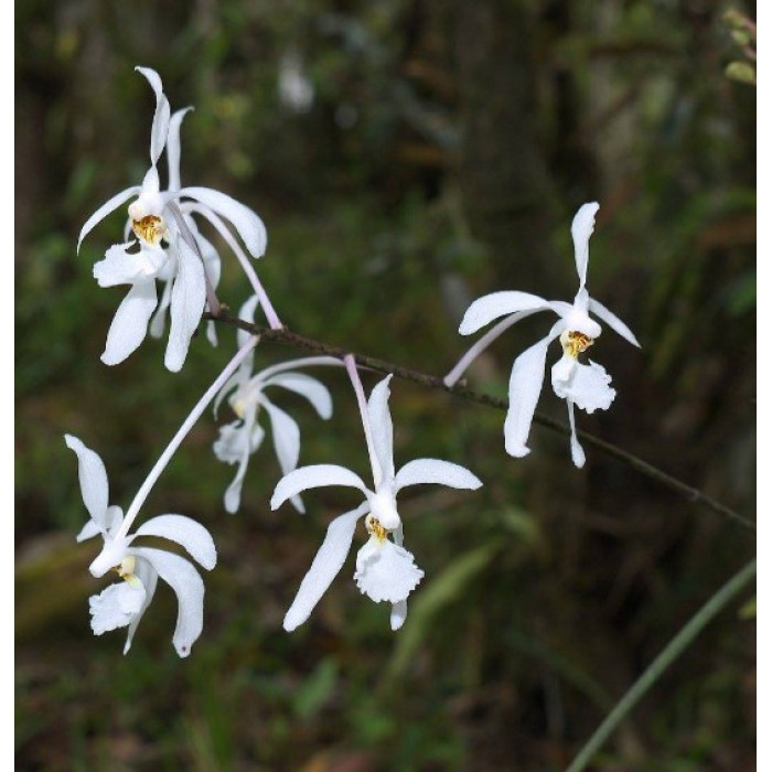 Holcoglossum Subulifolium
