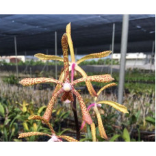 Holcoglossum Wangii x Arachnis Flos-Aeris