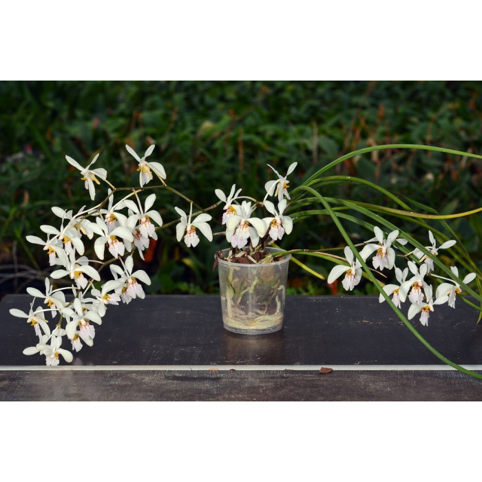 Holcoglossum Wangii 1,7