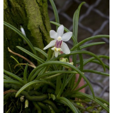 Holcoglossum Weixiense