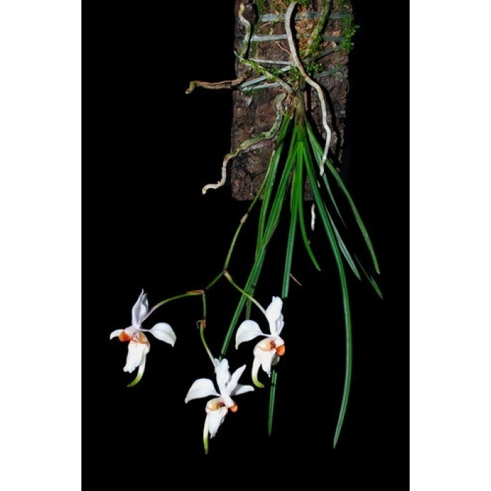 Holcoglossum Quasipinifolium