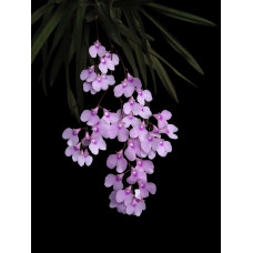 Inps. Utricularioides