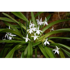 Jum. Arachnantha Jum. Arachnantha