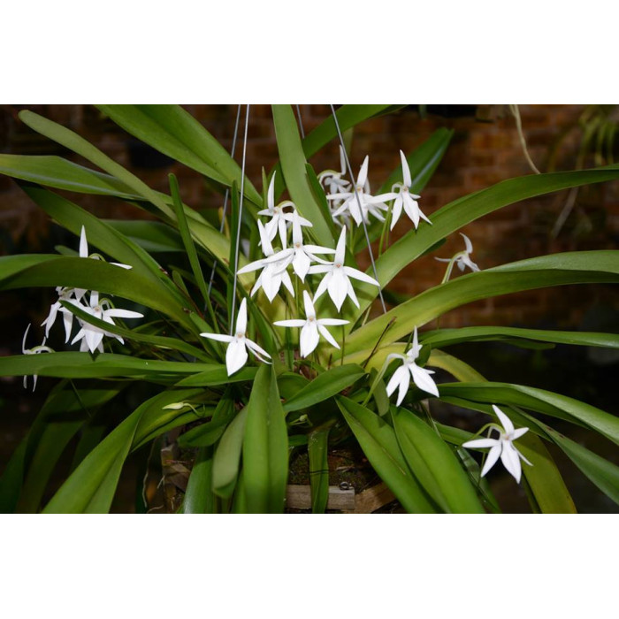 Jum. Arachnantha Jum. Arachnantha