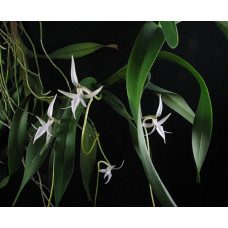 Jum. Arborescens Jum. Arborescens