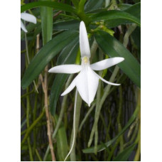 Jum. Comorensis Jum. Comorensis