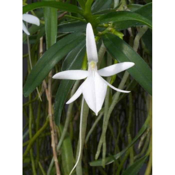 Jum. Comorensis Jum. Comorensis