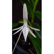 Jum. Confusa Jum. Confusa