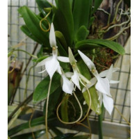 Jum. Densifoliata Jum. Densifoliata