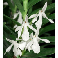 Jum. Ibityana Jum. Ibityana