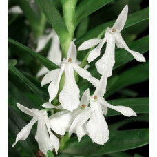 Jum. Ibityana Jum. Ibityana