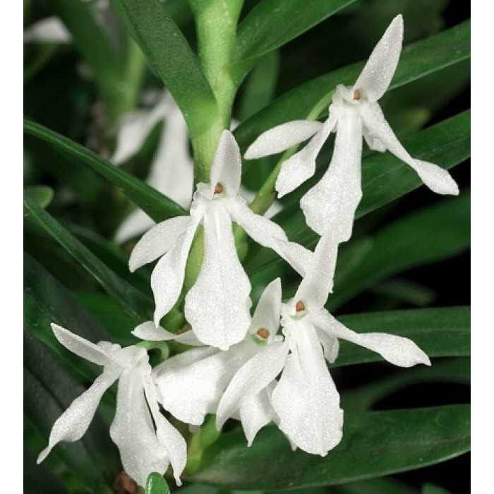 Jum. Ibityana Jum. Ibityana